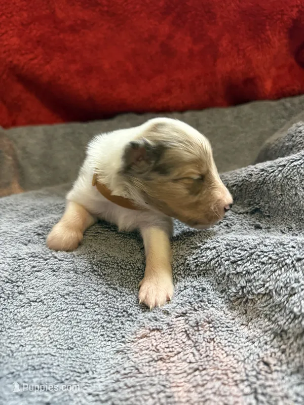 Doc McStuffins  – Shetland Sheepdog puppy for sale in Lexington, NC