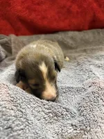 Bailey, a female Shetland Sheepdog for sale in Lexington, NC – 2 of 2