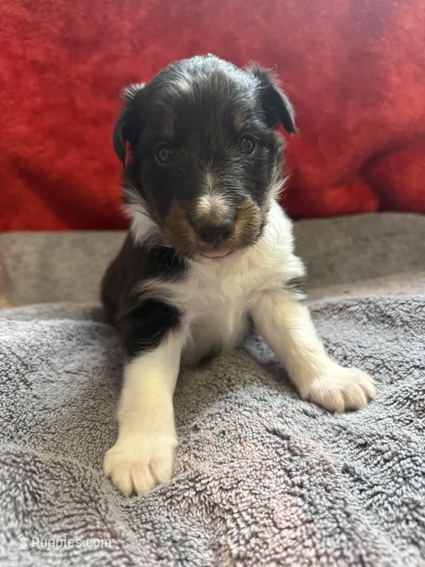 Tucker – Shetland Sheepdog puppy for sale in Lexington, NC