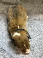 Meatball, a male Shetland Sheepdog for sale in Lexington, NC – 2 of 2