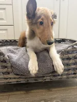Meatball, a male Shetland Sheepdog for sale in Lexington, NC – 6 of 6