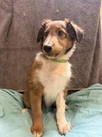 Peaches, a female Shetland Sheepdog for sale in Lexington, NC – 3 of 3