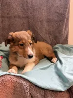 Phoebe, a female Shetland Sheepdog for sale in Lexington, NC – 3 of 3