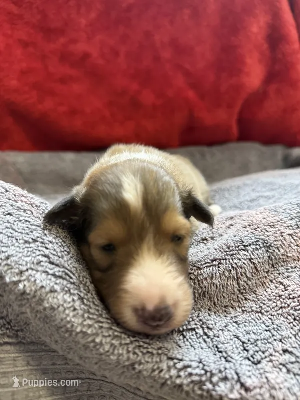 Tessa – Shetland Sheepdog puppy for sale in Lexington, NC
