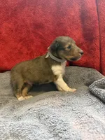 Chad, a male Shetland Sheepdog for sale in Lexington, NC – 1 of 2