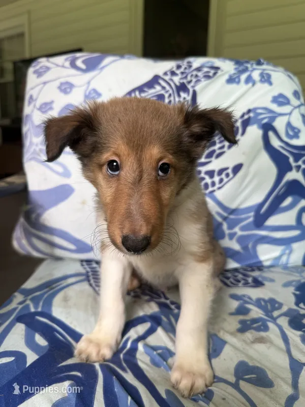 Chad – Shetland Sheepdog puppy for sale in Lexington, NC