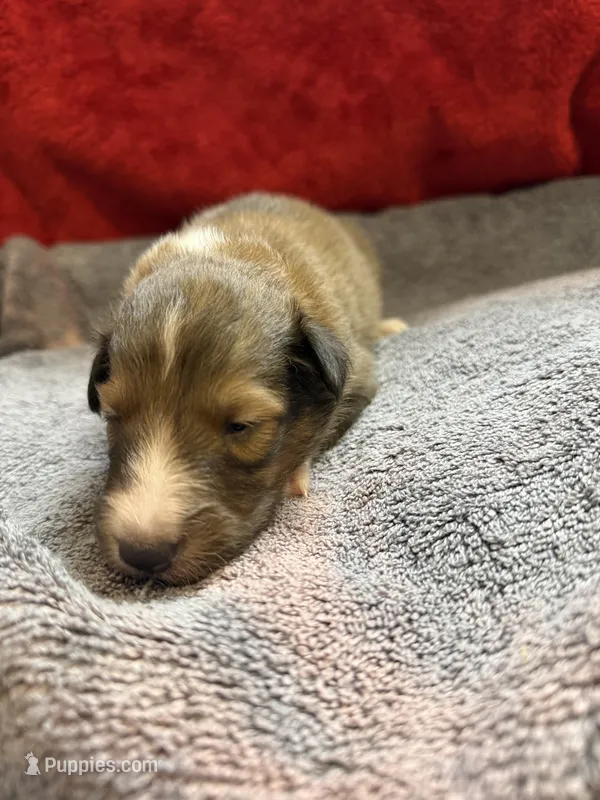 Meatball – Shetland Sheepdog puppy for sale in Lexington, NC