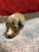 Meatball, a male Shetland Sheepdog for sale in Lexington, NC – 1 of 2