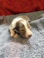 Jerry, a male Shetland Sheepdog for sale in Lexington, NC – 2 of 2