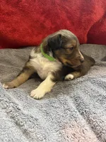 Peaches, a female Shetland Sheepdog for sale in Lexington, NC – 2 of 3