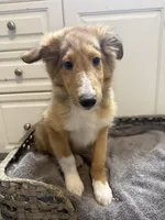 Chad, a male Shetland Sheepdog for sale in Lexington, NC – 5 of 5