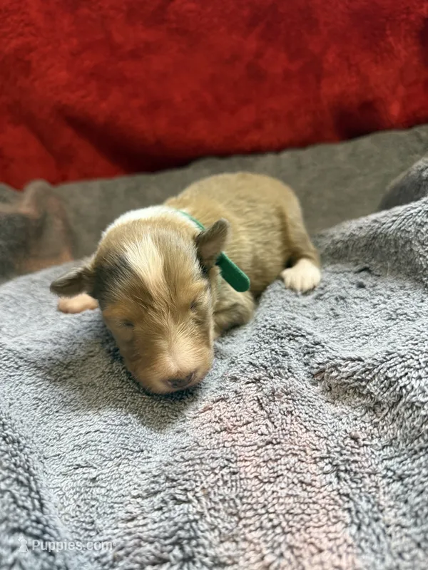 Todd – Shetland Sheepdog puppy for sale in Lexington, NC