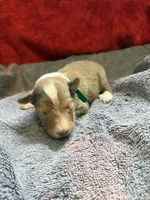 Todd, a male Shetland Sheepdog for sale in Lexington, NC – 1 of 1