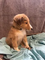 Tessa, a female Shetland Sheepdog for sale in Lexington, NC – 2 of 2