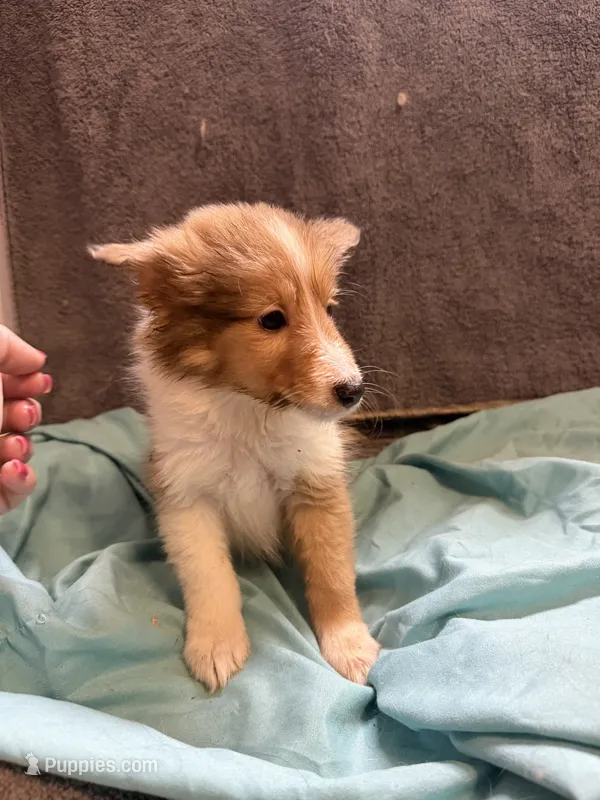 Tino – Shetland Sheepdog puppy for sale in Lexington, NC