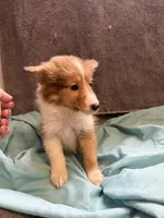 Tino, a male Shetland Sheepdog for sale in Lexington, NC – 1 of 4