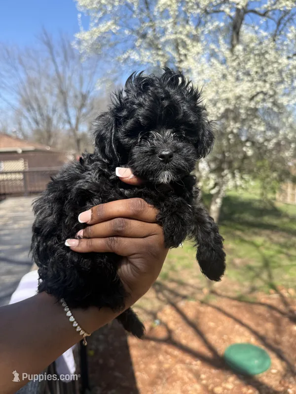 Tiny – Yorkipoo puppy for sale in Louisburg, MO