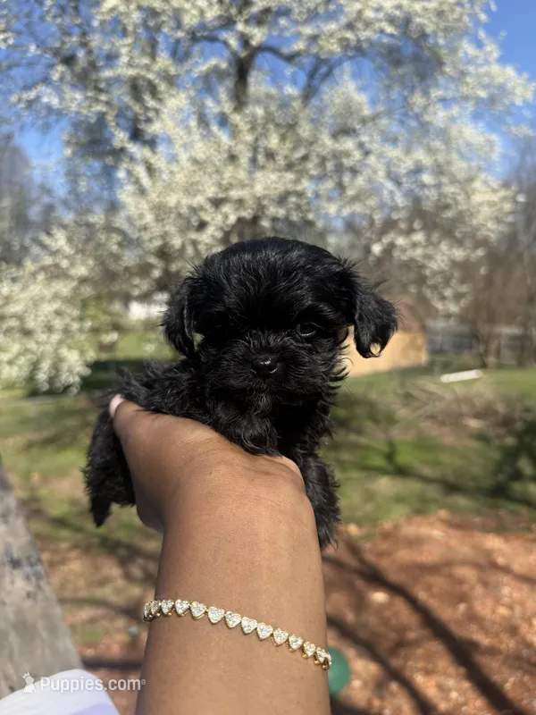 Minnie – Yorkipoo puppy for sale in Louisburg, MO