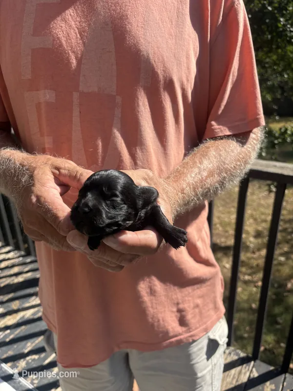 Dolly – Yorkipoo puppy for sale in Louisburg, MO