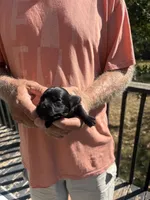 Dolly, a female Yorkipoo for sale in Louisburg, MO – 1 of 2