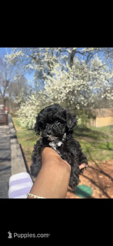 Peppa – Yorkipoo puppy for sale in Louisburg, MO
