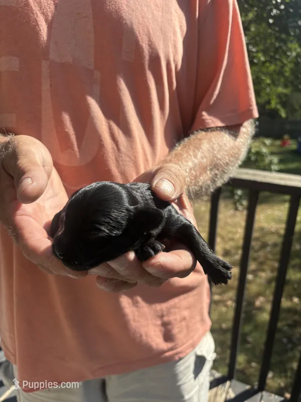Pete – Yorkipoo puppy for sale in Louisburg, MO