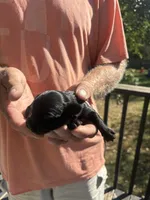 Tim, a male Yorkipoo for sale in Louisburg, MO – 2 of 2