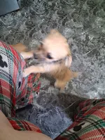 Chorkie, a female Chihuahua and Yorkshire Terrier for sale in Detroit, MI – Photo 4 of 4