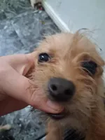 Chorkie, a female Chihuahua and Yorkshire Terrier for sale in Detroit, MI – Photo 2 of 4