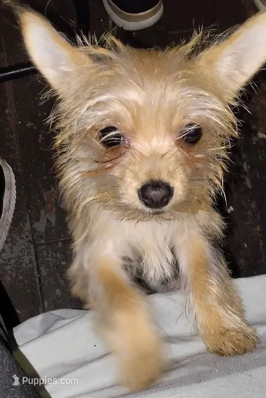 Chorkie – Chihuahua, Yorkshire Terrier puppy for sale in Detroit, MI