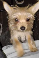 Chorkie, a female Chihuahua and Yorkshire Terrier for sale in Detroit, MI – Photo 1 of 4