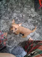 Chorkie, a female Chihuahua and Yorkshire Terrier for sale in Detroit, MI – Photo 3 of 4