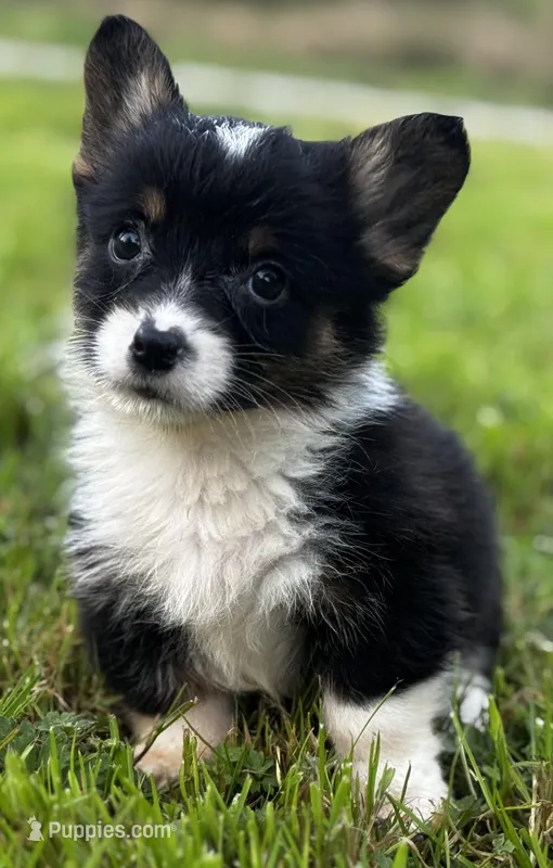 Remi – Pembroke Welsh Corgi puppy for sale in Bellingham, WA