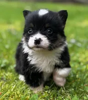 Remi, a male Pembroke Welsh Corgi for sale in Bellingham, WA – Photo 1 of 2