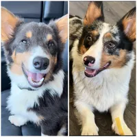 Remi, a male Pembroke Welsh Corgi for sale in Bellingham, WA – Photo 2 of 2