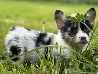 Chester, a male Pembroke Welsh Corgi for sale in Bellingham, WA – 2 of 6