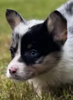 Chester, a male Pembroke Welsh Corgi for sale in Bellingham, WA – 3 of 6