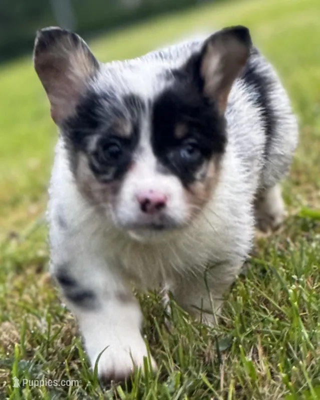Chester – Pembroke Welsh Corgi puppy for sale in Bellingham, WA
