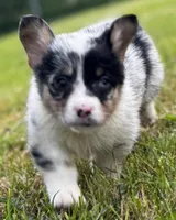 Chester, a male Pembroke Welsh Corgi for sale in Bellingham, WA – 1 of 6