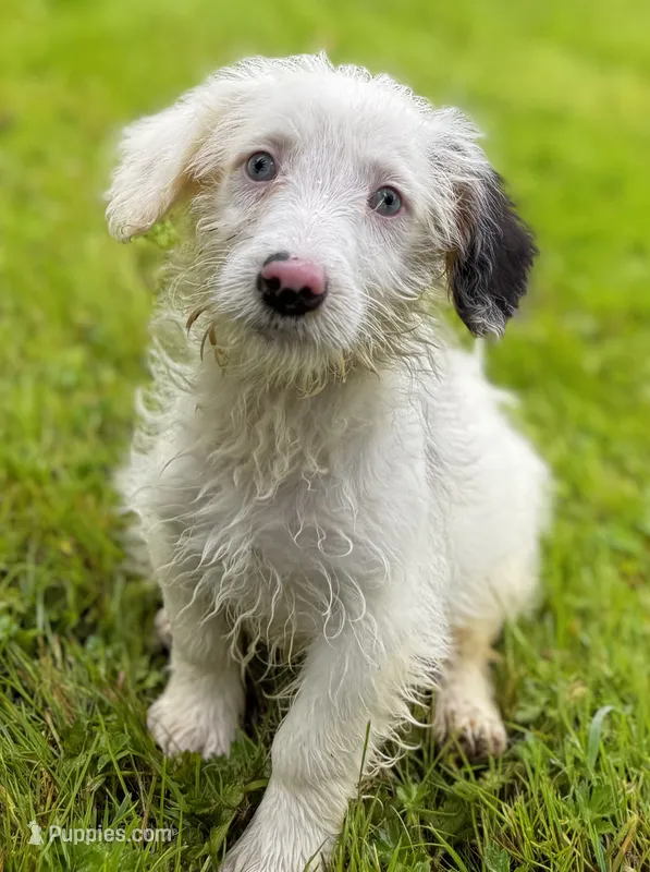 Latte – Pembroke Welsh Corgi, Poodle - Miniature  puppy for sale in Bellingham, WA