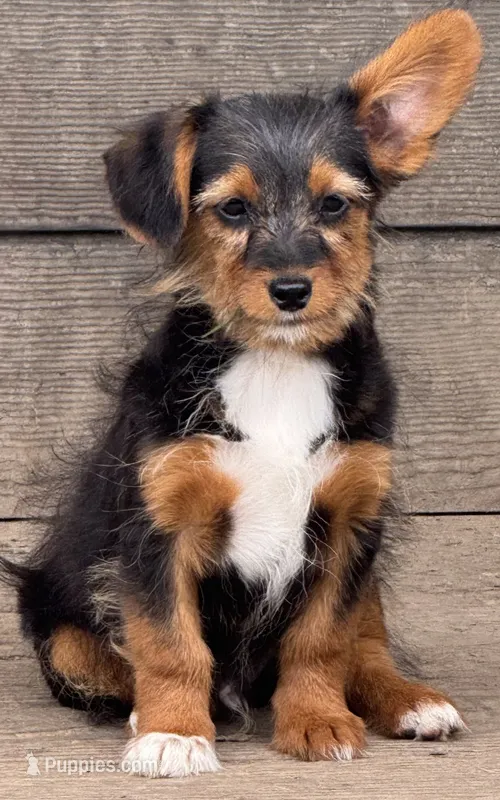 Mocha – Pembroke Welsh Corgi, Poodle - Miniature  puppy for sale in Bellingham, WA