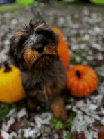 Blue Bear, a male Aussiedoodle for sale in Bellingham, WA – 5 of 6