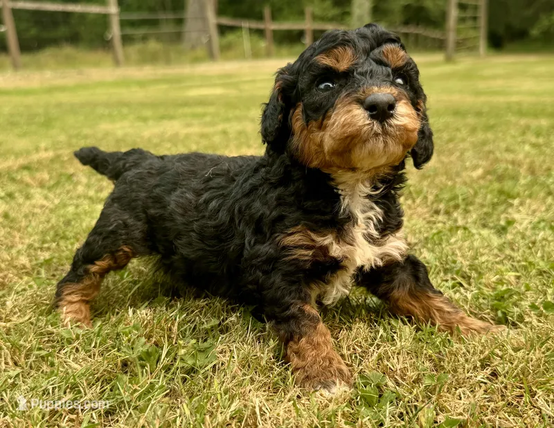 Male 1 – Poodle - Miniature  puppy for sale in Bellingham, WA