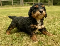Male 1, a male Poodle - Miniature  for sale in Bellingham, WA – 3 of 6