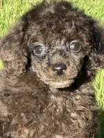 Male 3, a male Poodle - Miniature  for sale in Bellingham, WA – 2 of 6