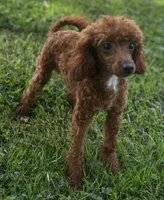 Kanga, a male Poodle - Miniature  for sale in Bellingham, WA – 2 of 2