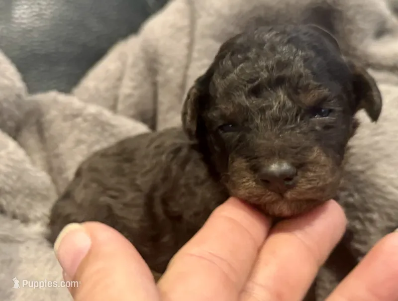 Male 3 – Poodle - Miniature  puppy for sale in Bellingham, WA