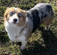 Going into heat soon-Gigi, a female Pembroke Welsh Corgi for sale in Bellingham, WA – 2 of 3