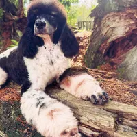 Brody-Pending, a male Poodle - Multi-Colored Standard for sale in Bellingham, WA – Photo 1 of 3