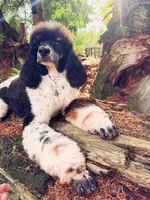 Brody, a male Poodle - Multi-Colored Standard for sale in Bellingham, WA – Photo 1 of 3